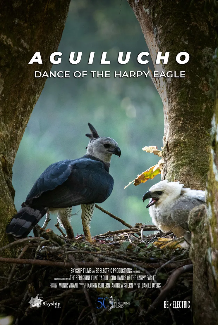 Aguilucho: La danza del águila harpía